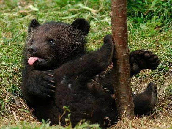 母黑熊在冬眠时可以同时进行多种任务,甚至可以产子并哺乳,简直是时间