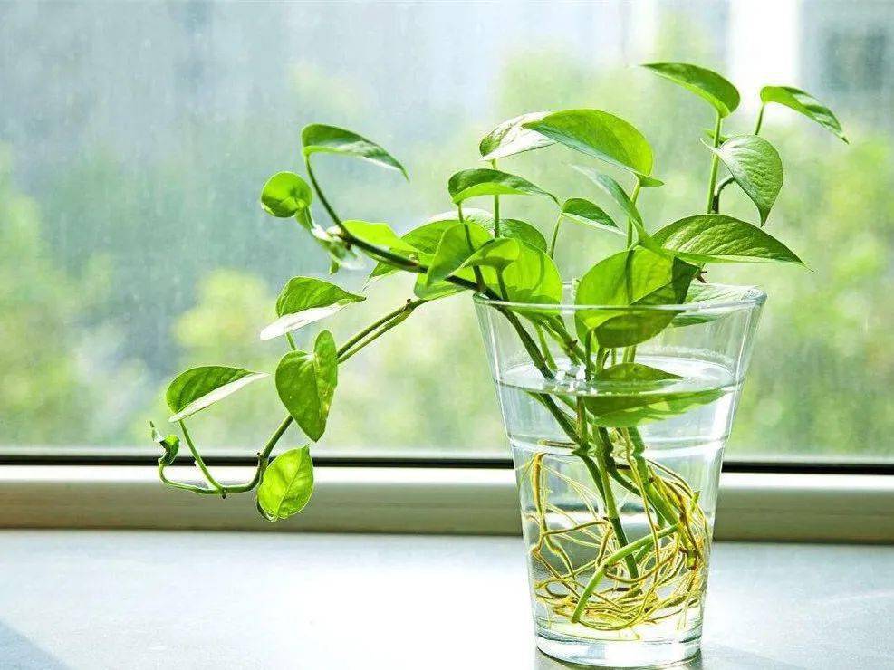 作为一种室内常绿藤本植物,绿萝因其遇水即活的顽强生命力,被称为"