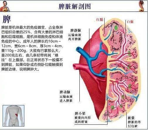 康达医院成功行高难度腹腔镜下巨脾切除术