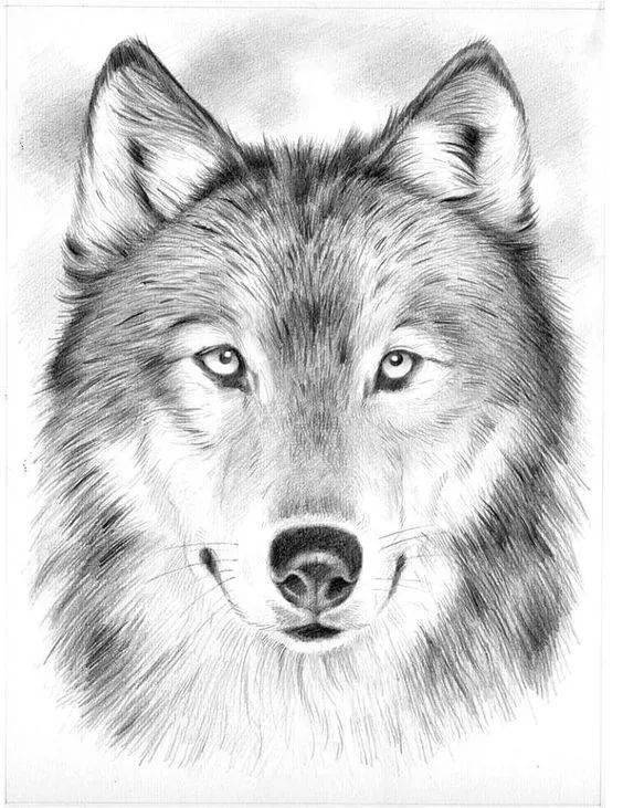 素描动物世界