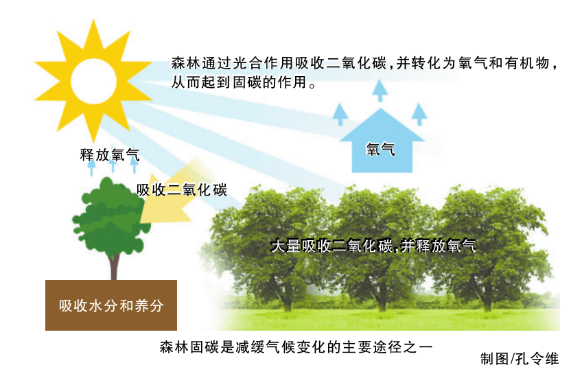 病虫害,采伐等,也会导致森林释放一部分碳,剩余存储的二氧化碳就被称