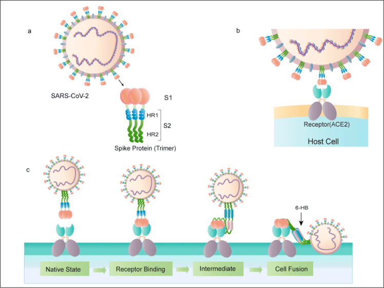 全球首款 mrna 新冠疫苗背后的中国力量_病毒