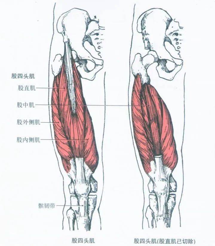 后群肌和内侧群肌股骨(femur)又名大腿骨,髀骨,楗,是人体最长的管状骨