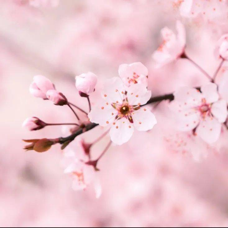樱花小镇
