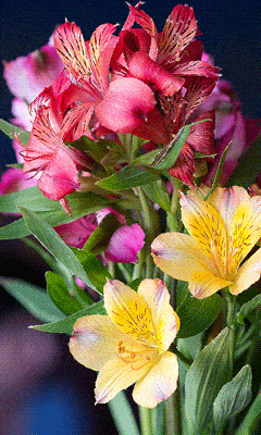 240_400 竖版 竖屏 