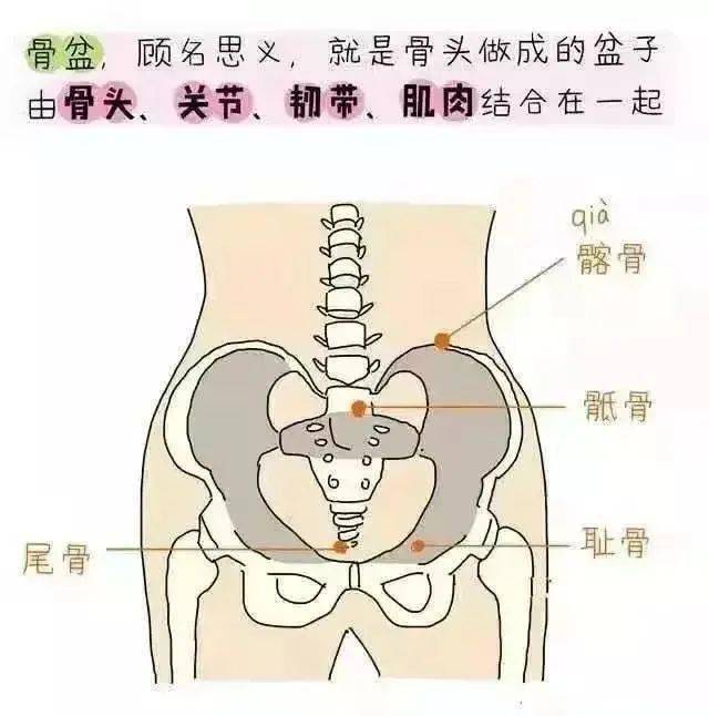 01 产后女性 骨盆为何变化 小编之前就有说过 无论选择顺产还是剖宫