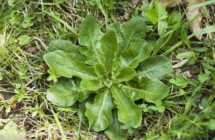 农村常吃的40种野菜能解馋治病能你吃过几种