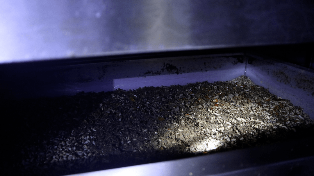 图为黑水虻幼虫及其处理的厨余垃圾
