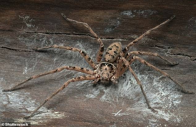 马达加斯加猎人蜘蛛竟然编织树叶陷阱,猎食误入圈套的