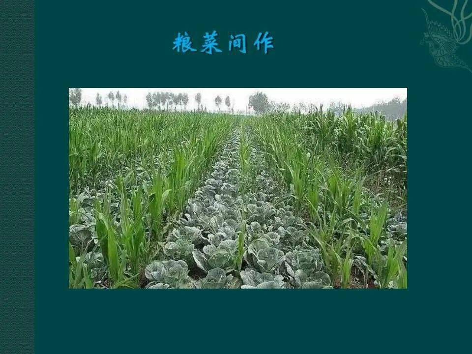 中国农作物主要分布与农作物种植方式