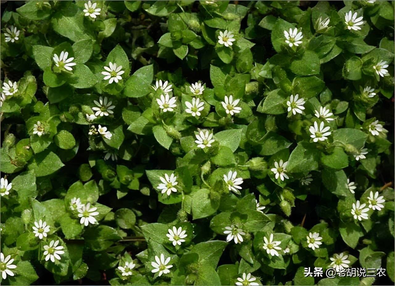 味似豌豆尖但比豌豆尖更柔嫩鲜美原先的猪草现在成了高档野菜