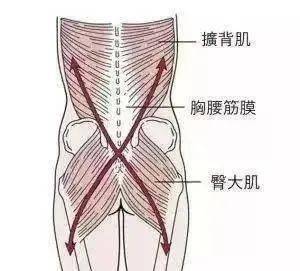 从筋膜的角度看腰痛—腰肌筋膜炎到底是怎么回事