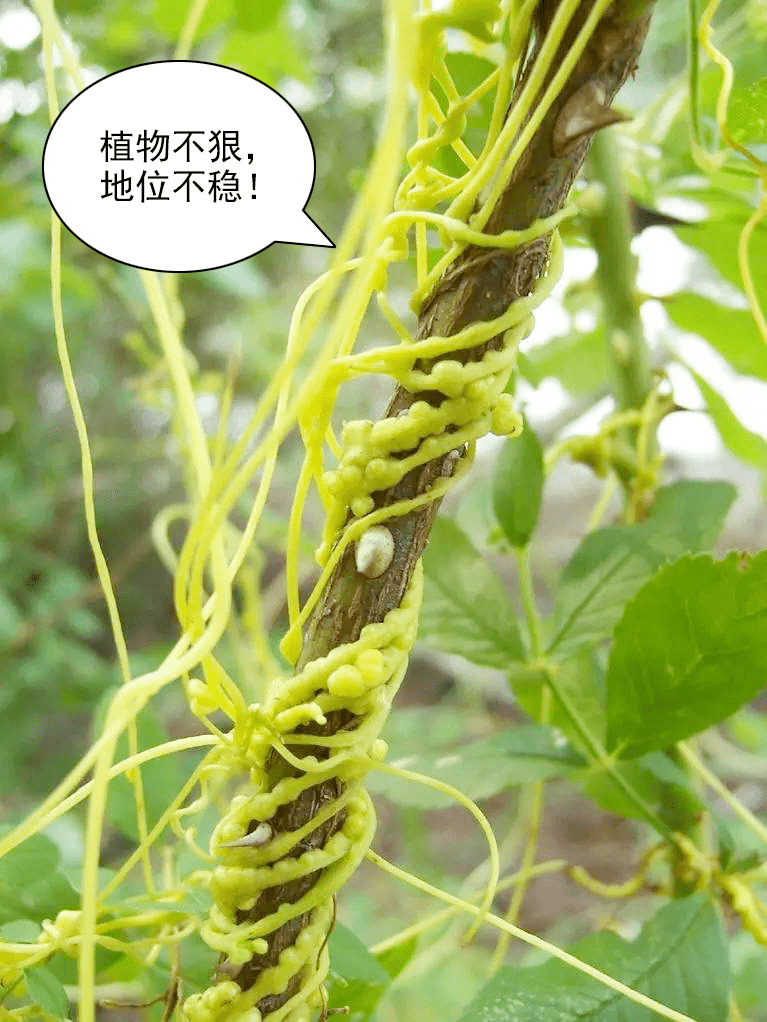 植物中也有吸血鬼