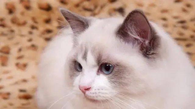 最好养的猫 来自搜狐网