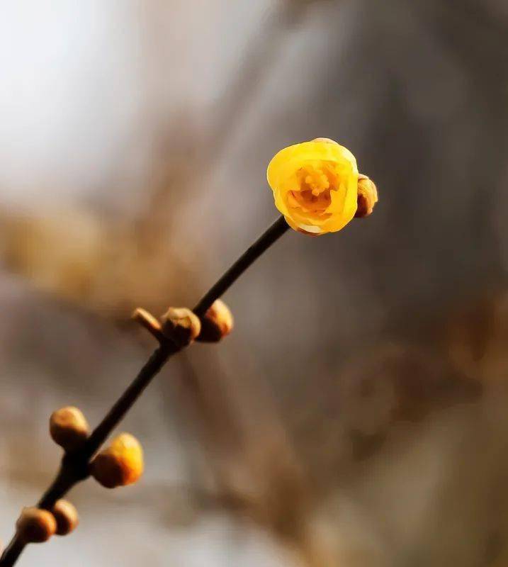 谁说冬日百花羞这里的腊梅一枝独秀