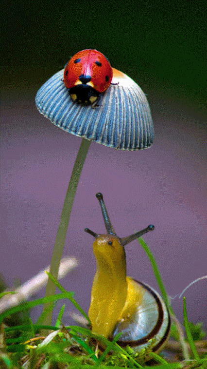 426_757 竖版 竖屏