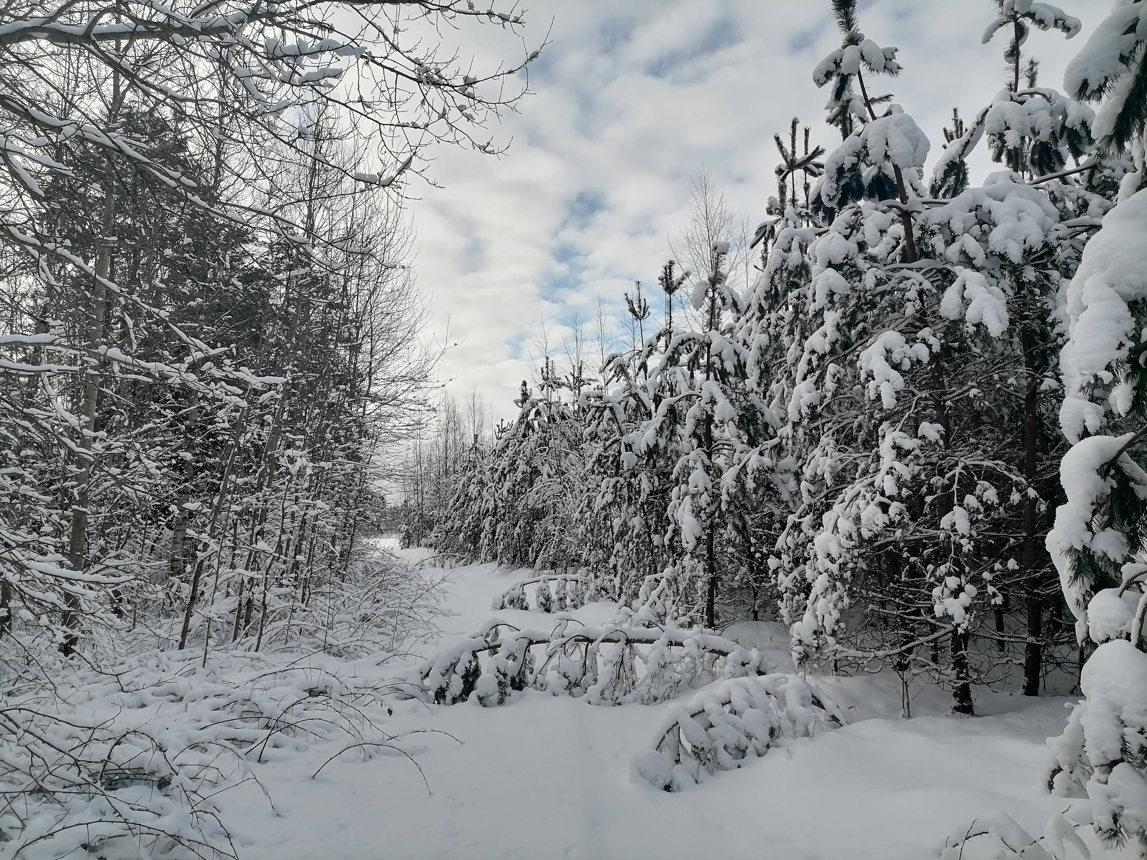 白俄罗斯:雪景如画