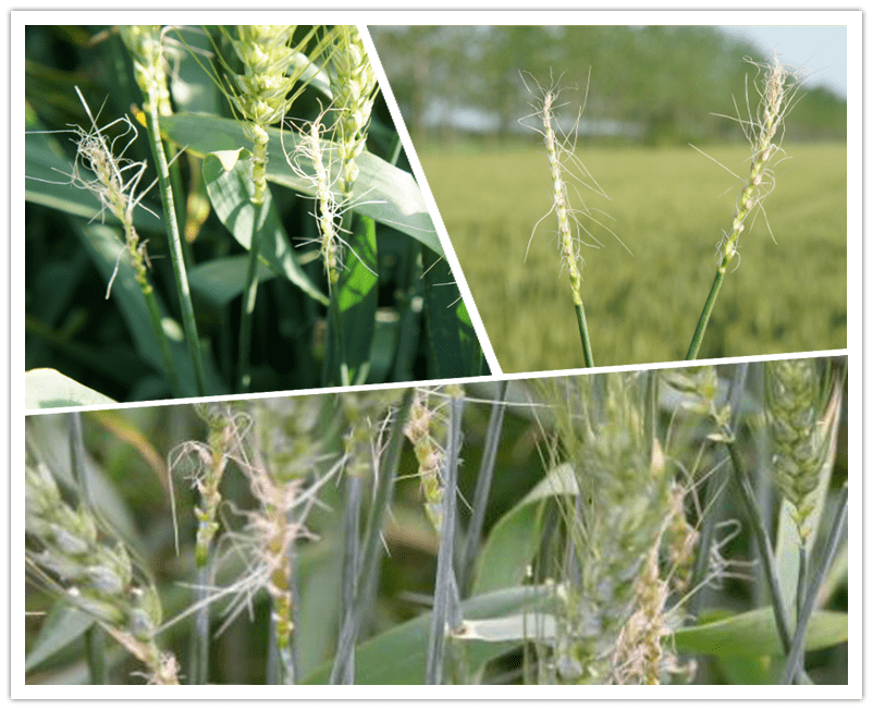 促弱控旺转壮,稳穗争粒增重——江苏省小麦春季管理建议