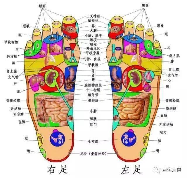 (图解)_脚趾