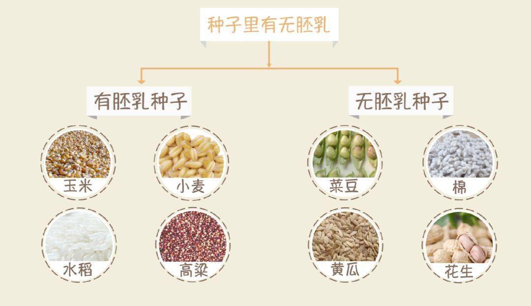 【生物大师初中】种子的结构—播种未来_植物