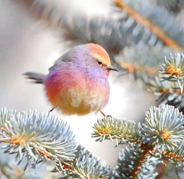 超级漂亮的七彩小鸟,粉色鹦鹉,鸟界颜值担当,简直是从仙境来的吧!