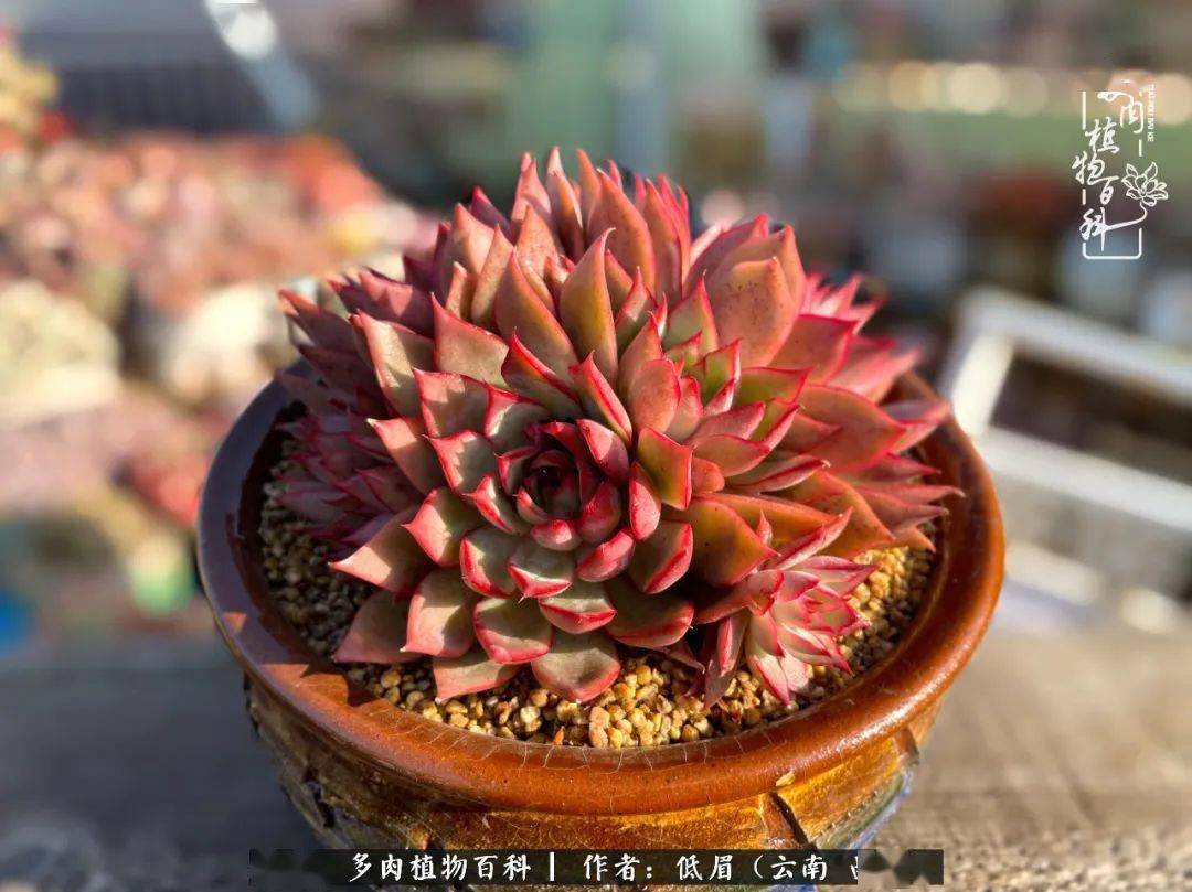 温暖的时光五彩的多肉在腊月里如画卷般缓缓展开