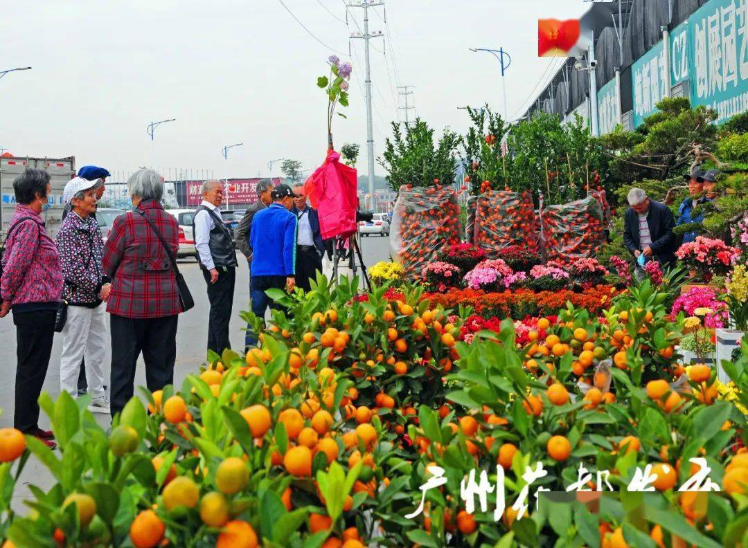 【聚焦】网购年花啦!花都线上迎春花市开幕