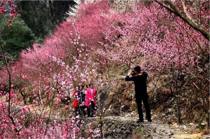 永嘉县东城街道陡门社区梅岙村的梅花园也已陆续盛开,刚与同事去观赏