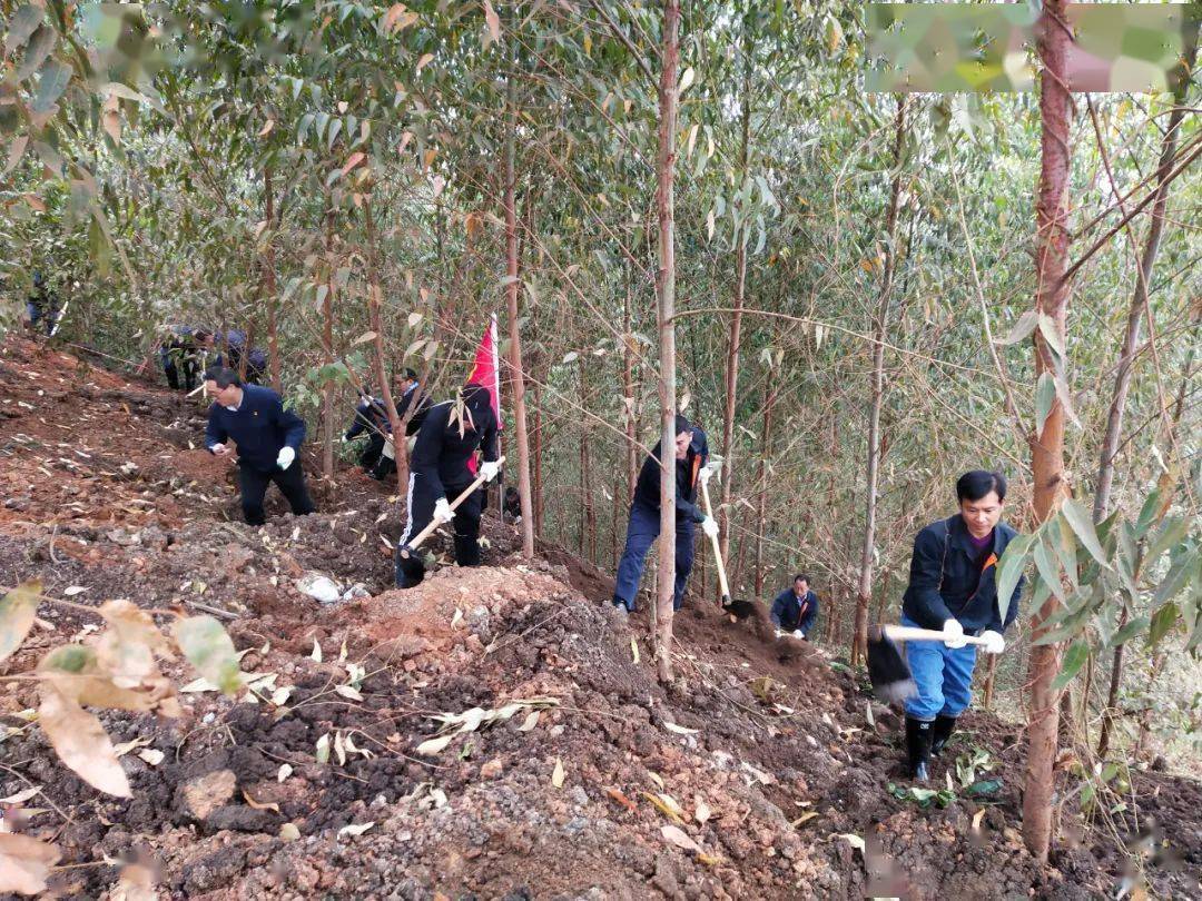 紧张忙碌地穿梭于林地之间,活动当天共完成100余亩林地有机肥施肥任务