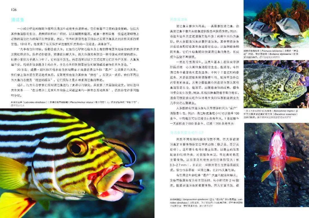 摄于墨西哥下加利福尼亚半岛夜晚捕食浮游生物的双吻前口蝠鲼(manta