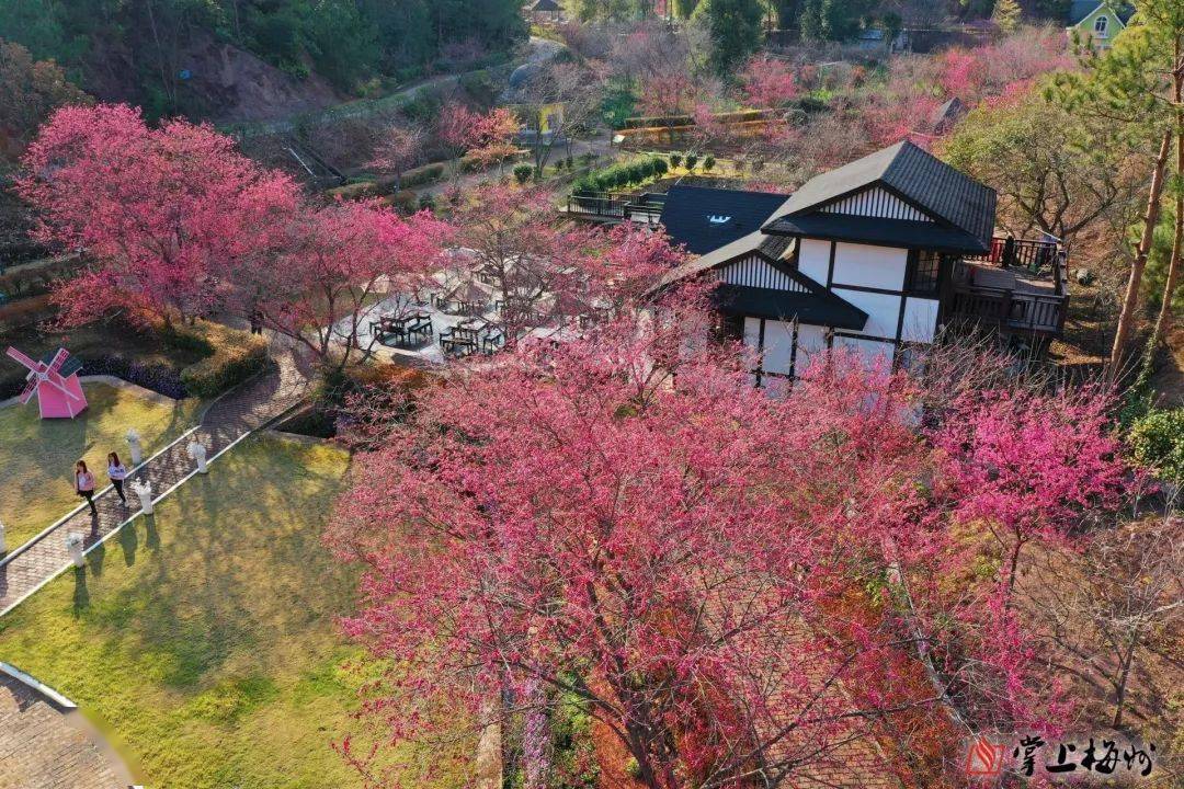 春天抹上了腮红樱花谷漫山遍野的樱花太梦幻了