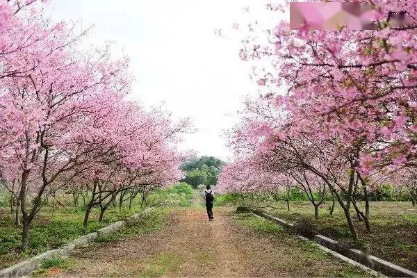 樱你而美199元抢购韶关浈江樱花公园一大一小门票不负春光相约韶关