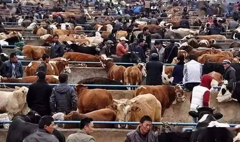 养牛三大经验:买牛,养牛,卖牛