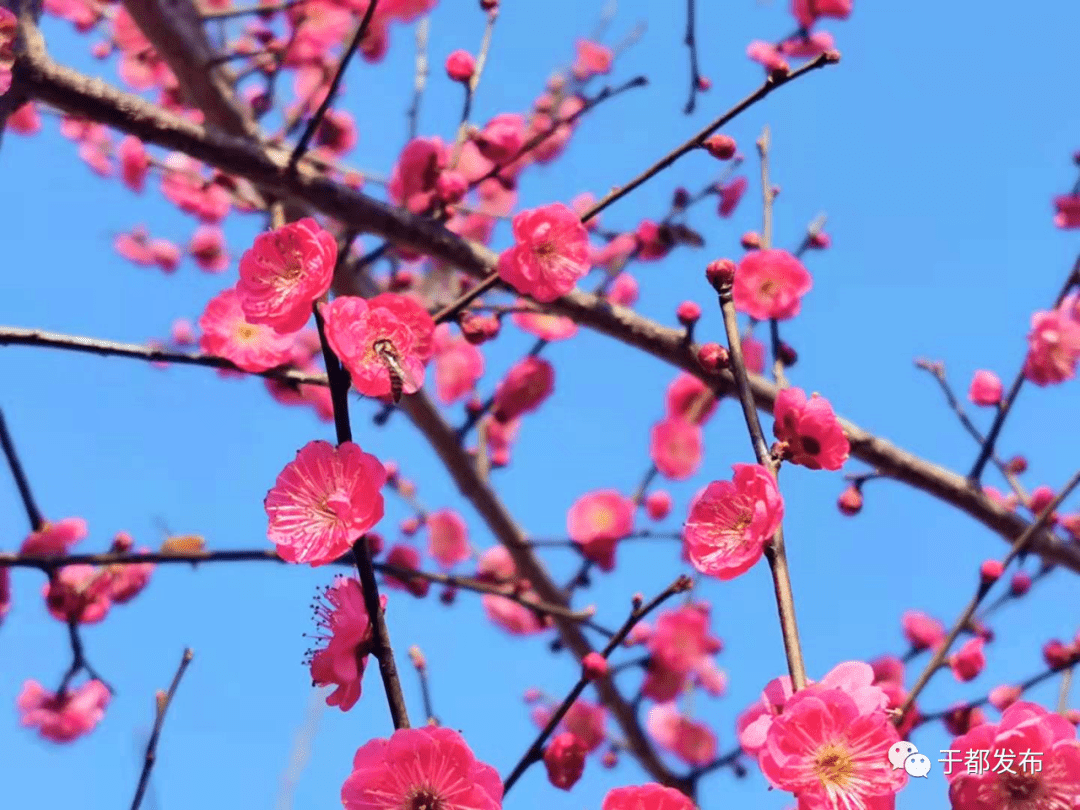 赏梅何须去梅关,段屋梅园正烂漫!_梅花