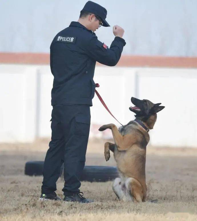 你知道警犬是怎么训练的吗记者实地探访
