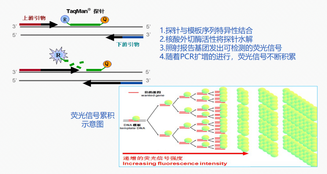 pcr 实验室新冠病毒核酸检测这几点要注意