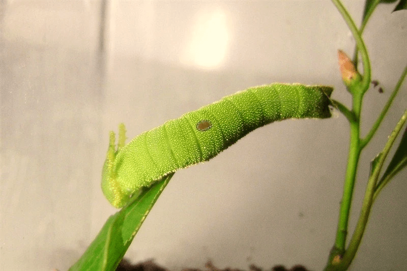 后来经过了解,这是一条叫白带螯蛱蝶的蝴蝶幼虫,主要以香樟为食.