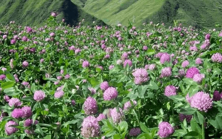 红三叶草护坡