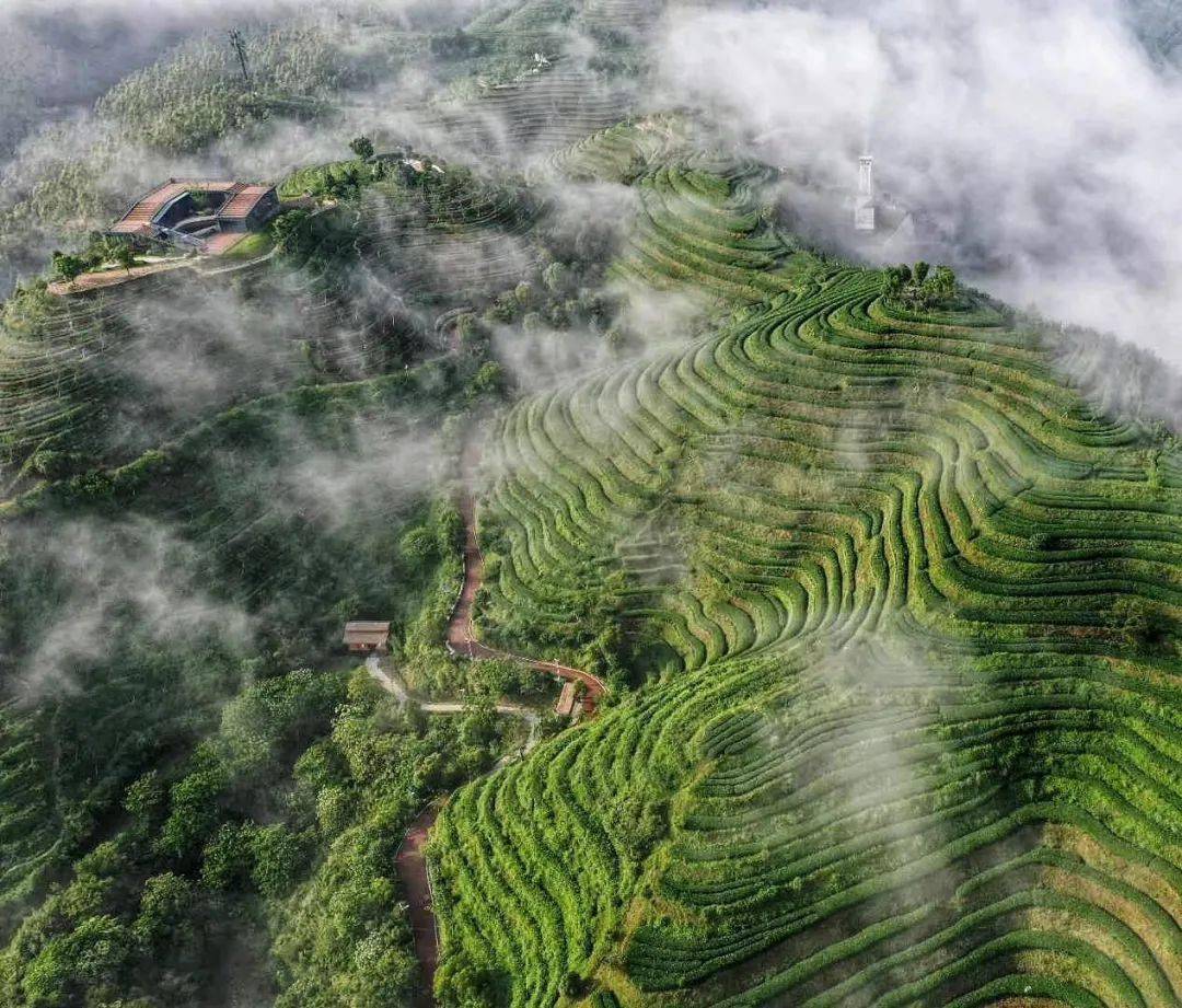 从高空俯瞰,茶园梯田犹如一枚枚镶嵌在群山之间的巨形指纹,行走其间