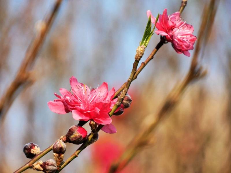 1月31日,广东广州,桃花园盛放的桃花.李志豪 摄