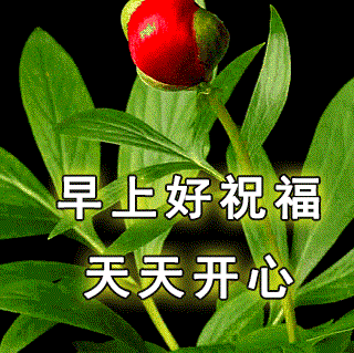免打字的早上好动画表情图片带祝福语早上好问候祝福语图片精选
