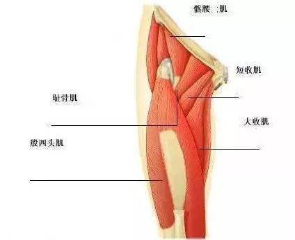 讲个有意思的事实跑步膝更偏爱女性