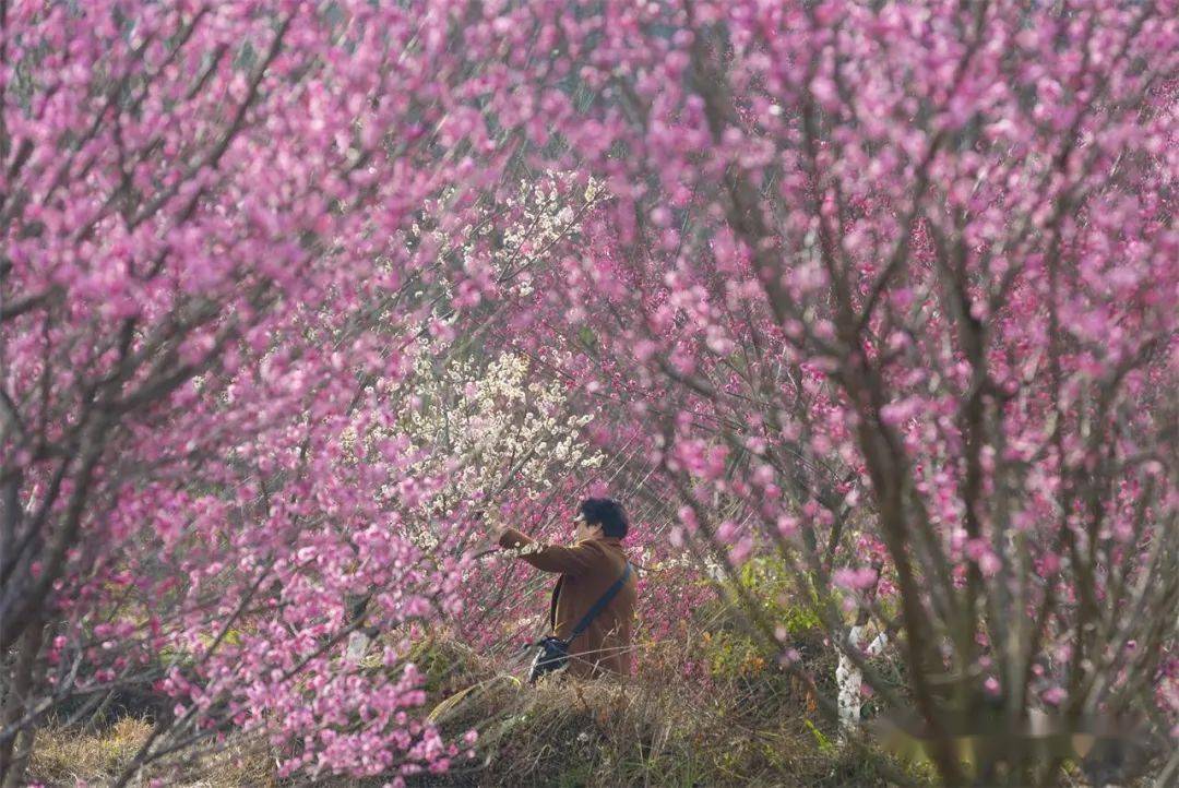 苍南金乡梅峰公园梅花盛开