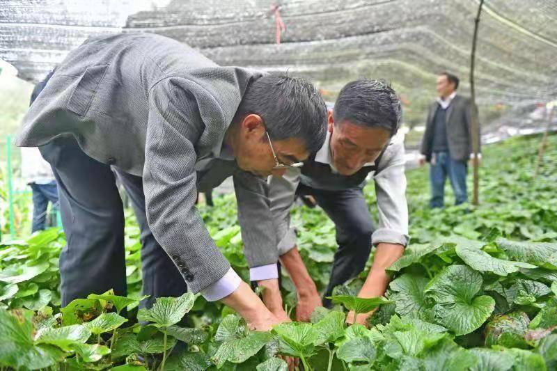 凉山州雷波县斯古溪乡的山葵种植基地.(摄影:戴嘉信)