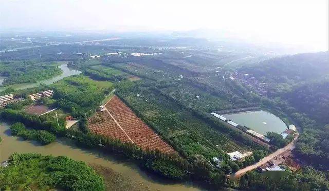 为什么一定要喝新会核心产区的柑普茶?_茶坑