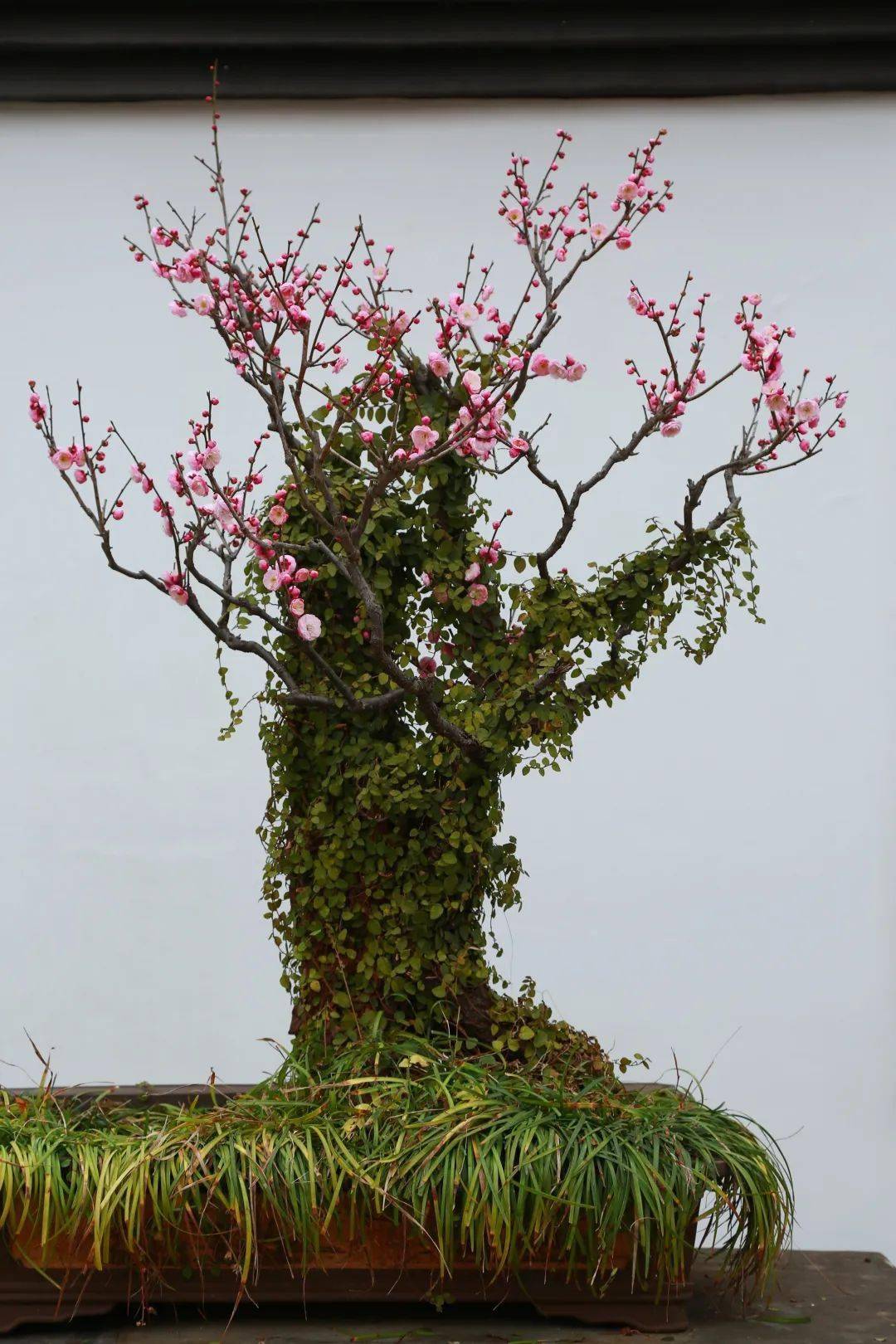 长三角云赏梅开启——快来杭州植物园,打卡无锡梅花盆景!
