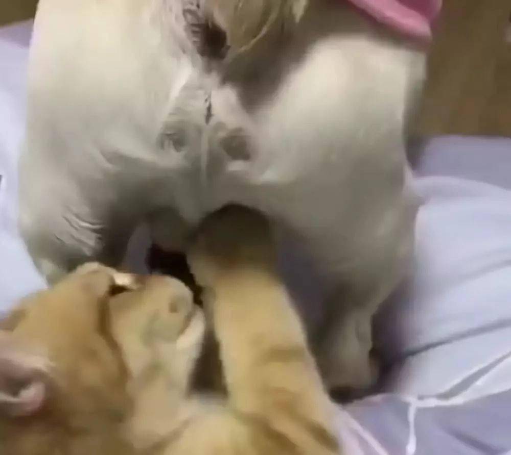 家里养猫咪的要小心了,这种猫咪可是会吃蛋蛋的!