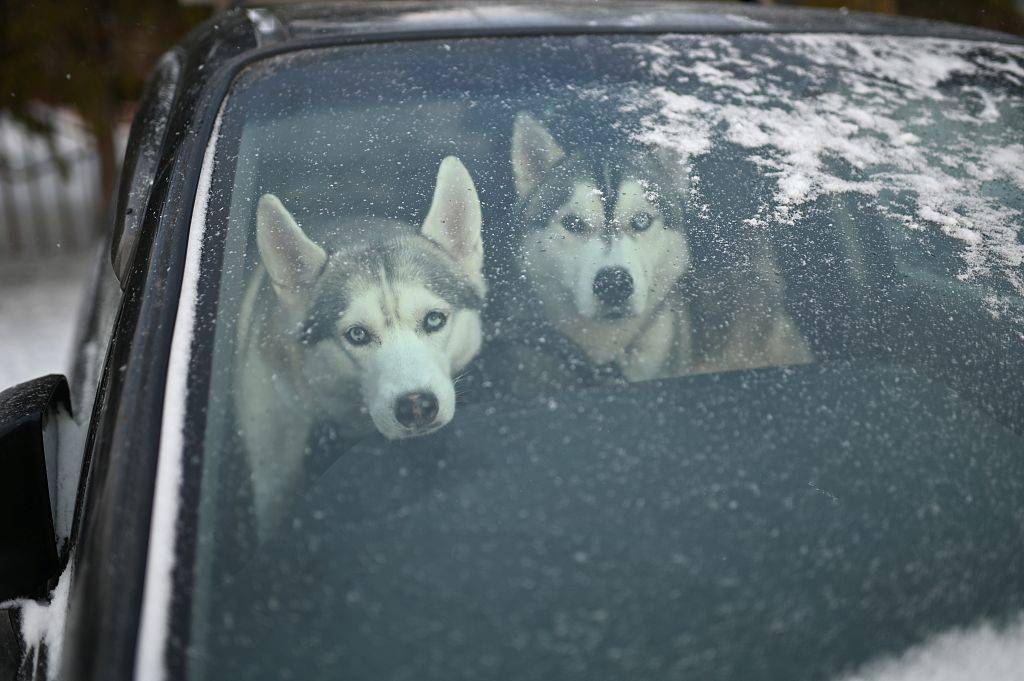 俄罗斯开展雪橇犬大赛 "二哈"难得正经