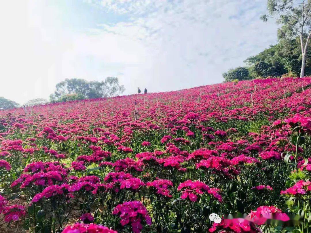 春暖花开,春节就到东莞这些地方赏花吧~_的花海