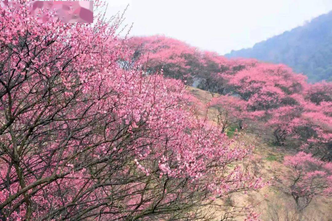 天地会户外216年初五徒步奉化新建村网红梅花谷